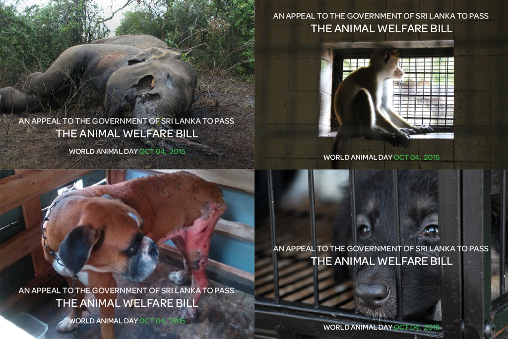 World Animal Day